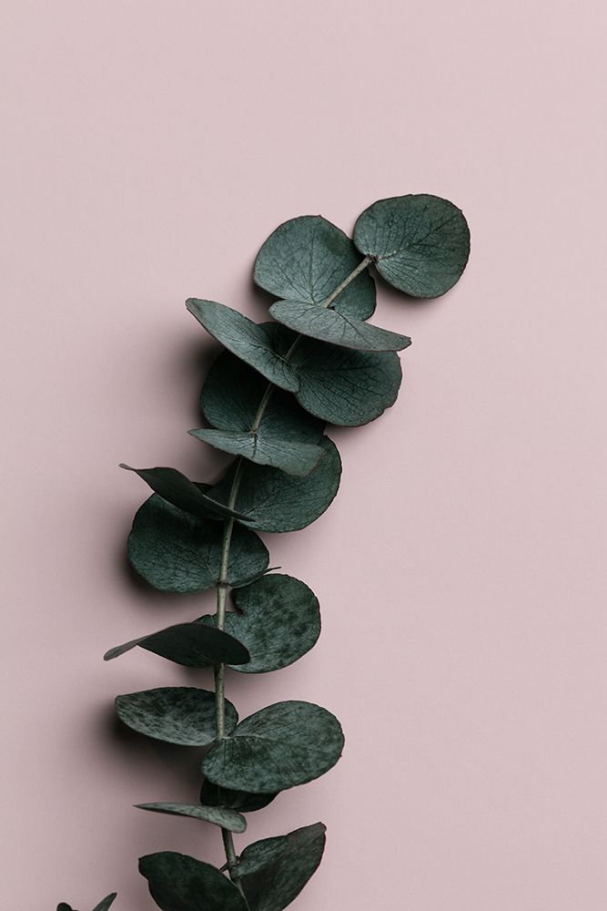 Eucalyptus Pink No 01