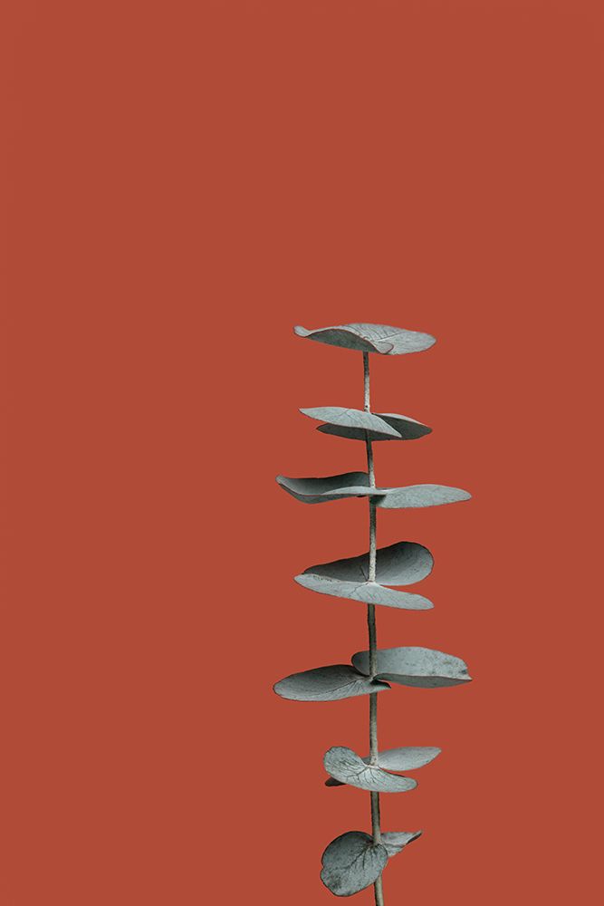 Eucalyptus Rust 01