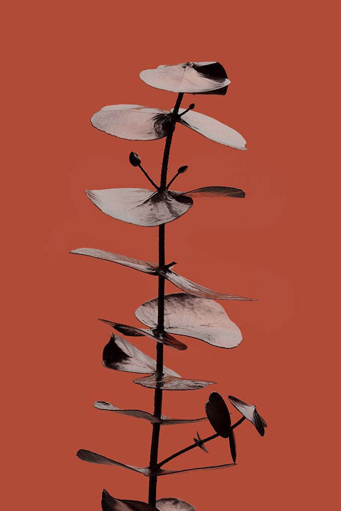 Eucalyptus Rust 02