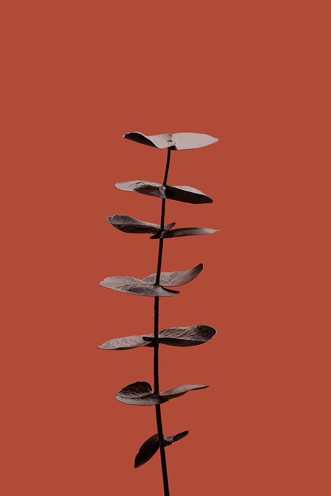 Eucalyptus Rust 04