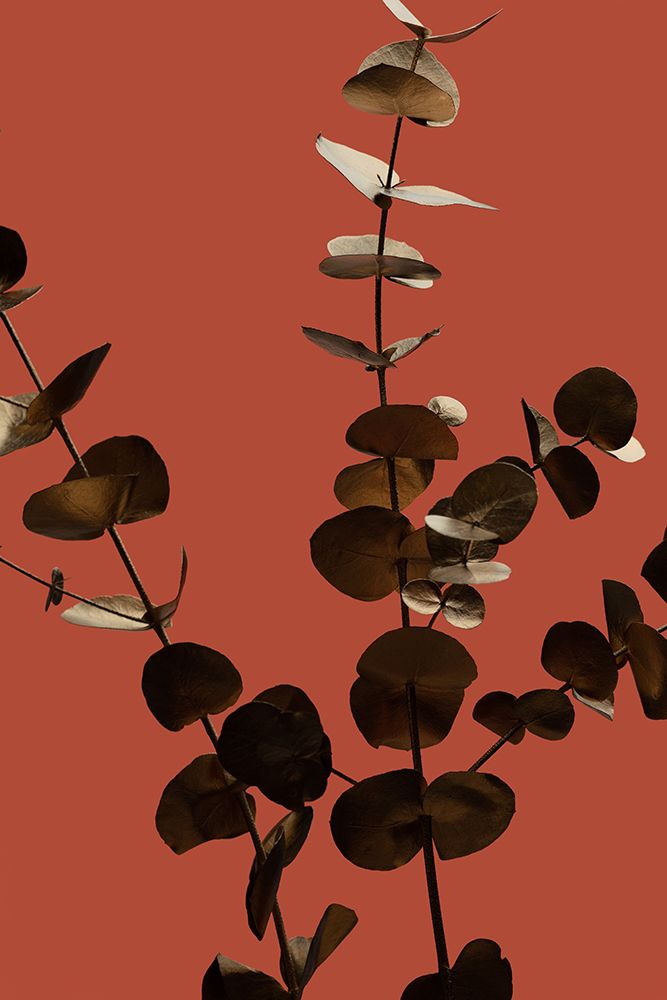 Eucalyptus Gold Rust 01