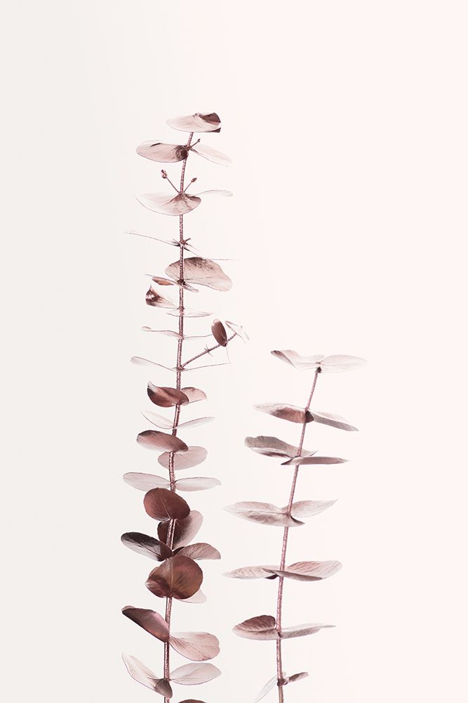 Eucalyptus Copper No 02