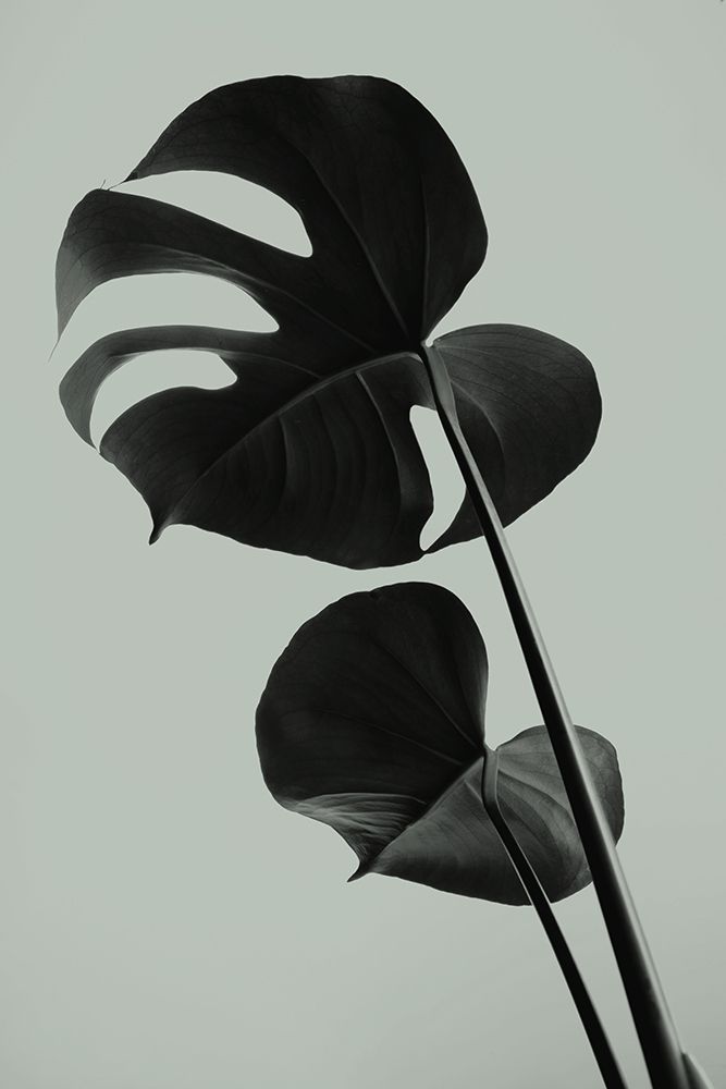 Monstera Teal 01