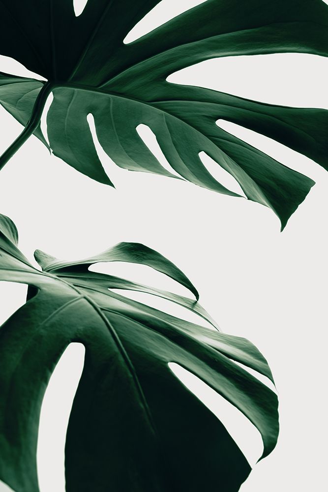 Monstera Natural 12