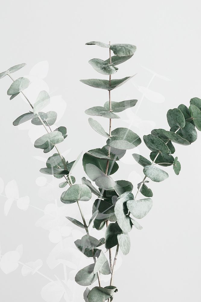 Eucalyptus Creative 01
