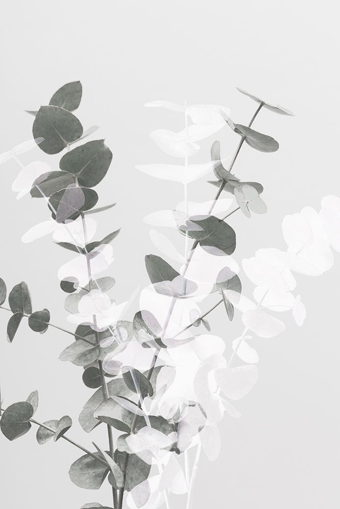 Eucalyptus Creative 08
