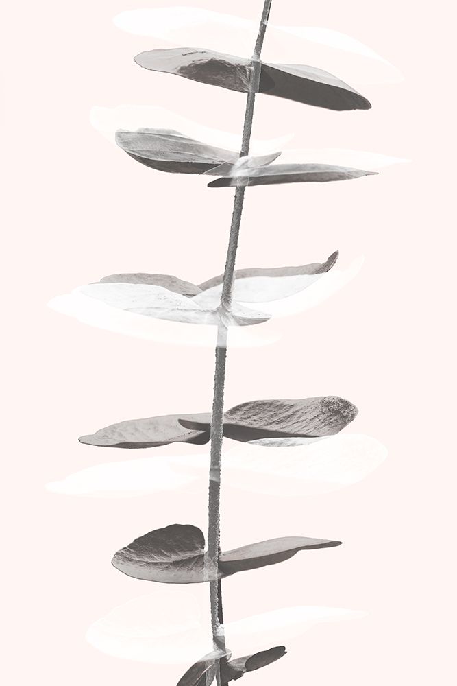 Eucalyptus Creative 11