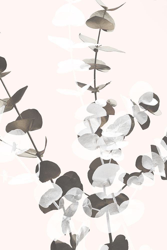 Eucalyptus Creative 12