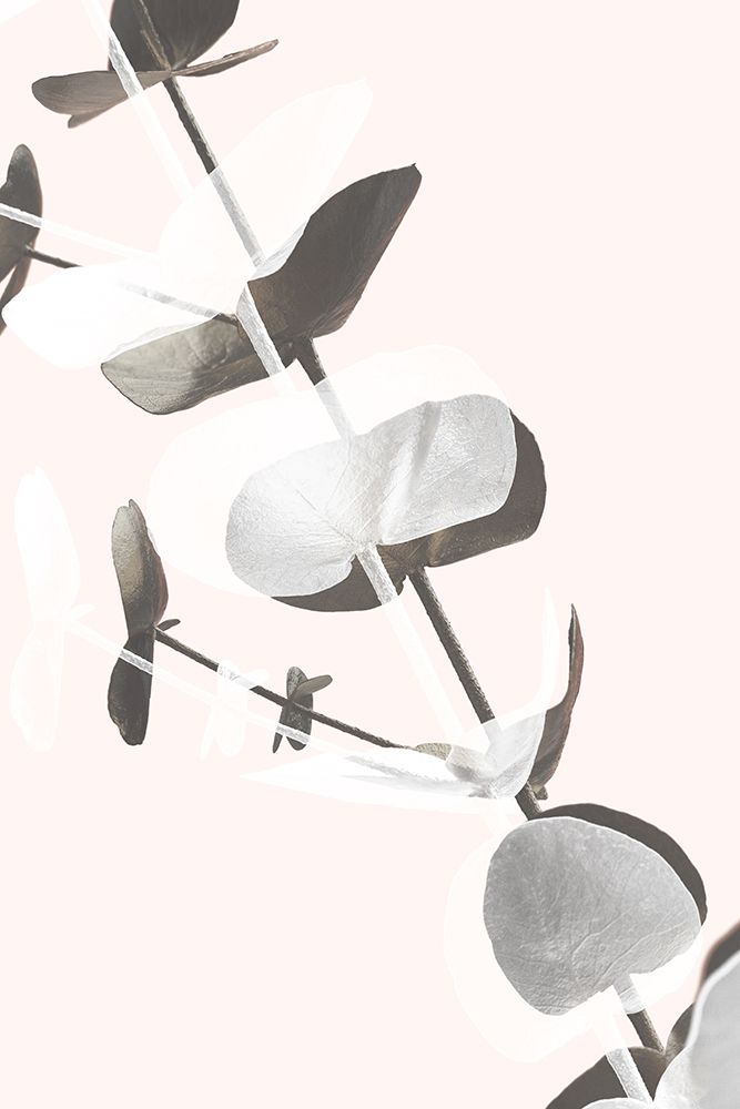 Eucalyptus Creative 13