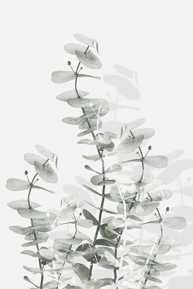 Eucalyptus Creative 15