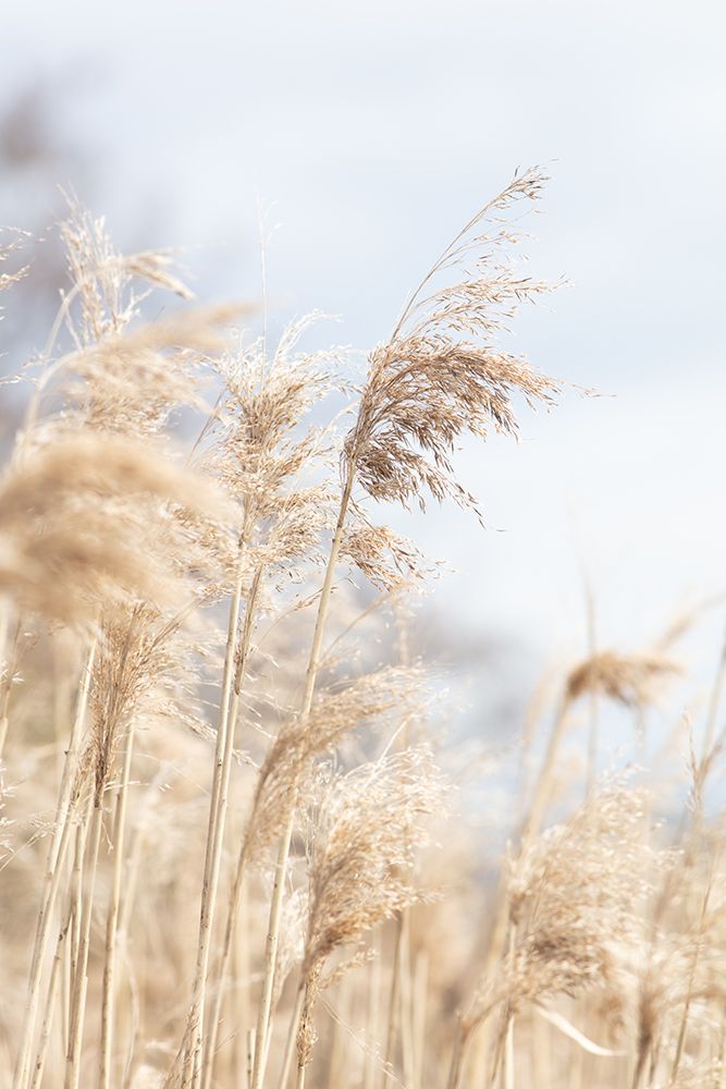 Grass Reed And Sky_3