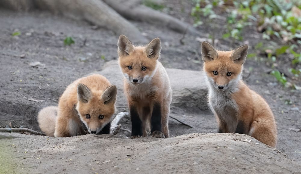 fox