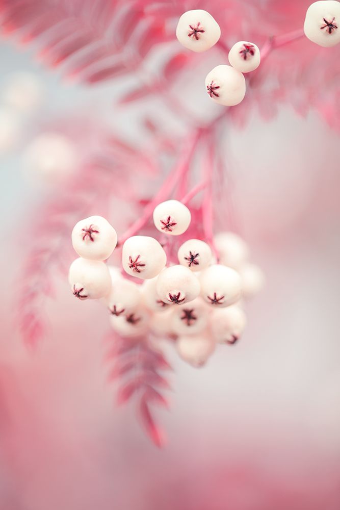Berries on a twig No2