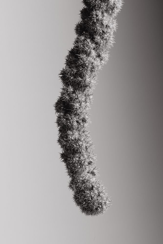 Seed Capsule Black and White
