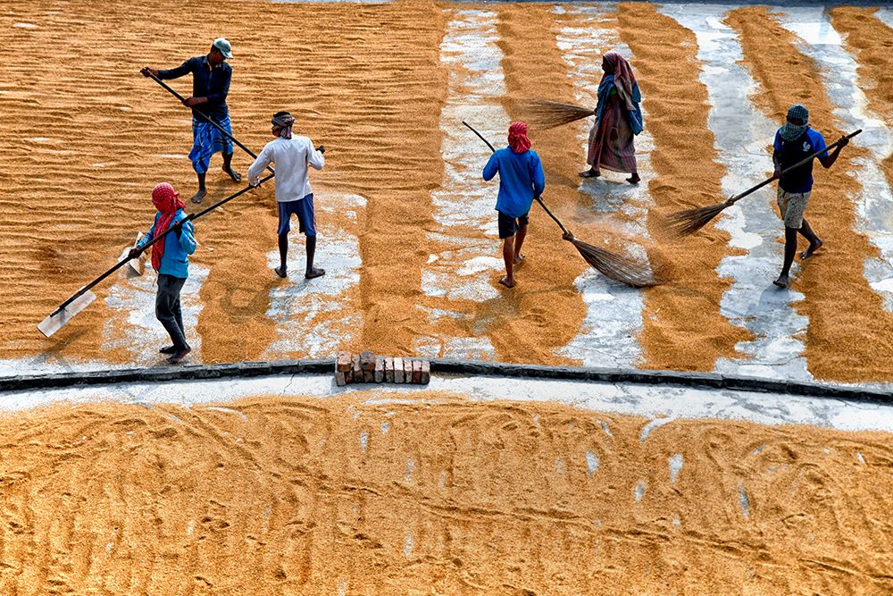 Paddy Drying13