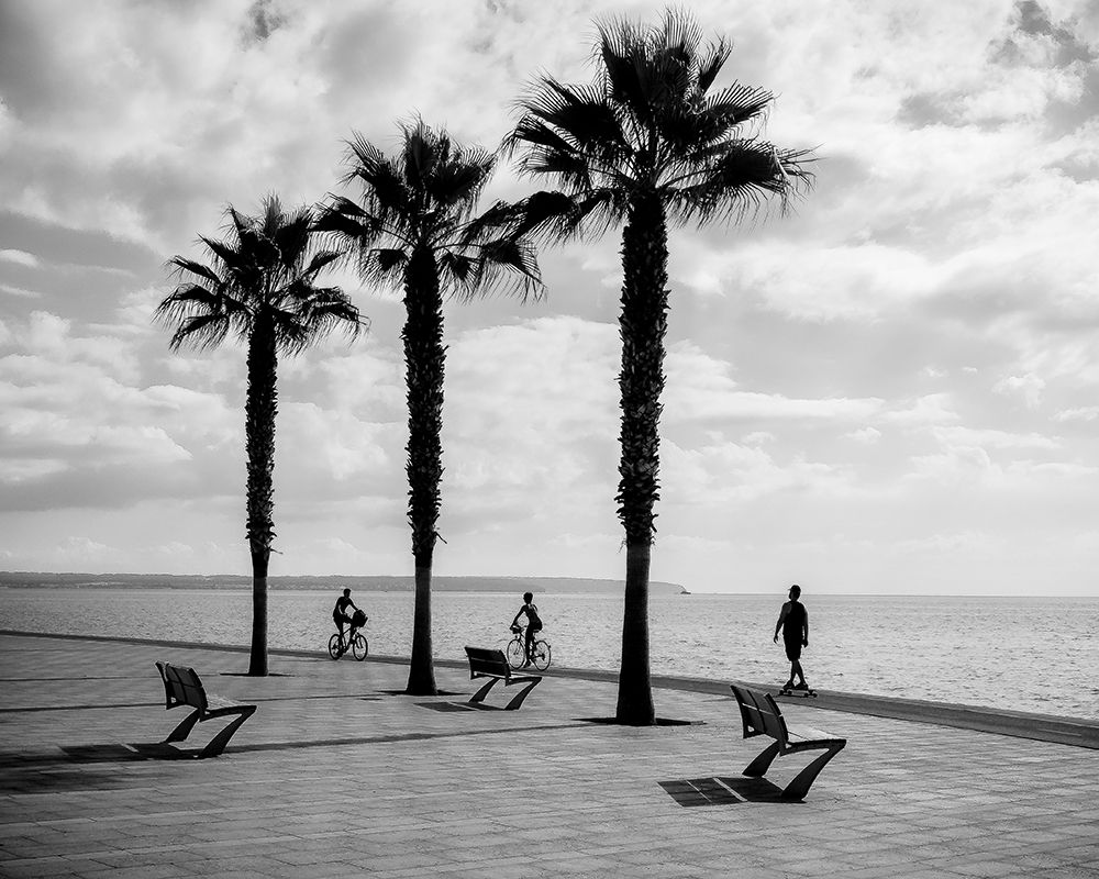 3 Palm Trees