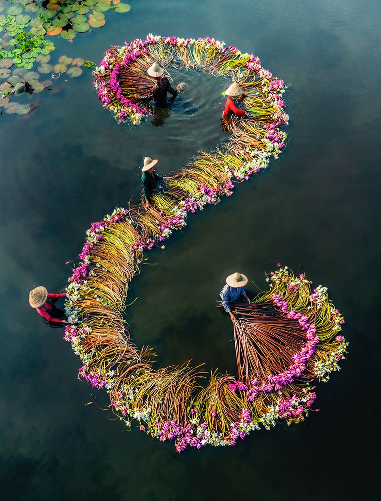 Harvesting water lilies v15