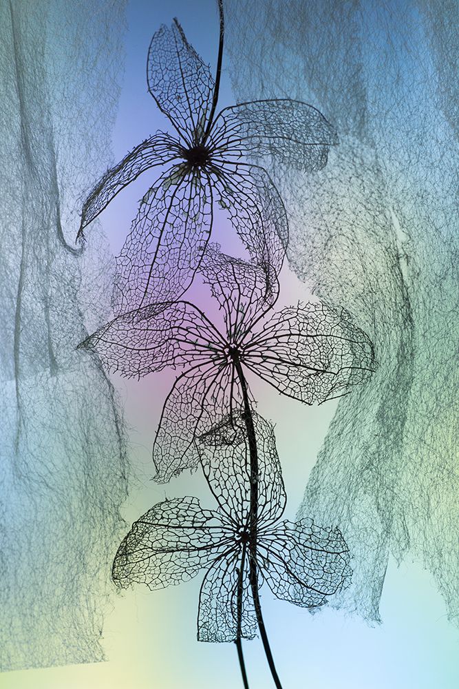 3 Flowers