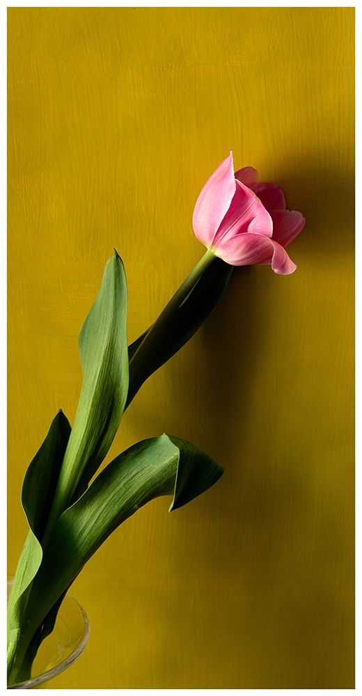 Tulip1
