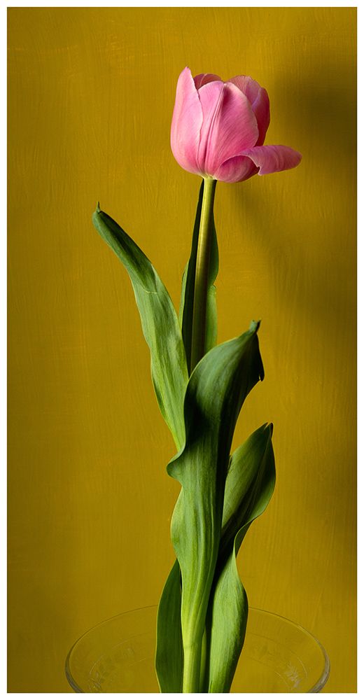 Tulip3