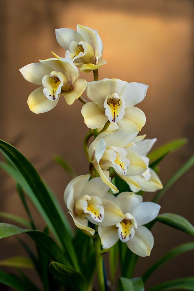 Orchids