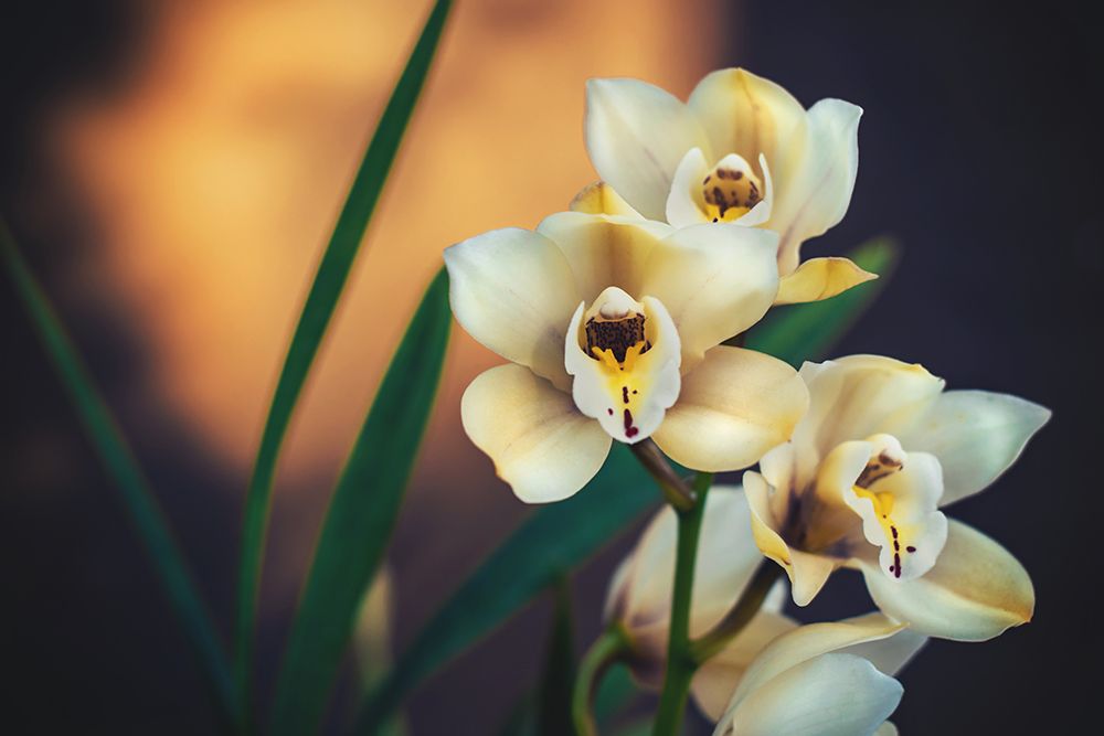 Orchids