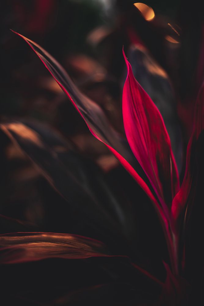 Red Plan at Dusk