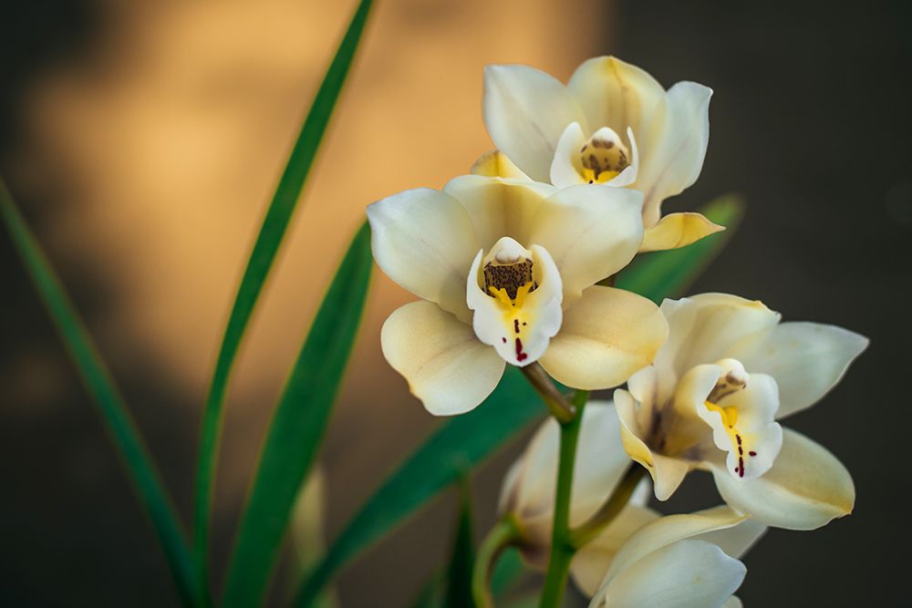 White Orchids