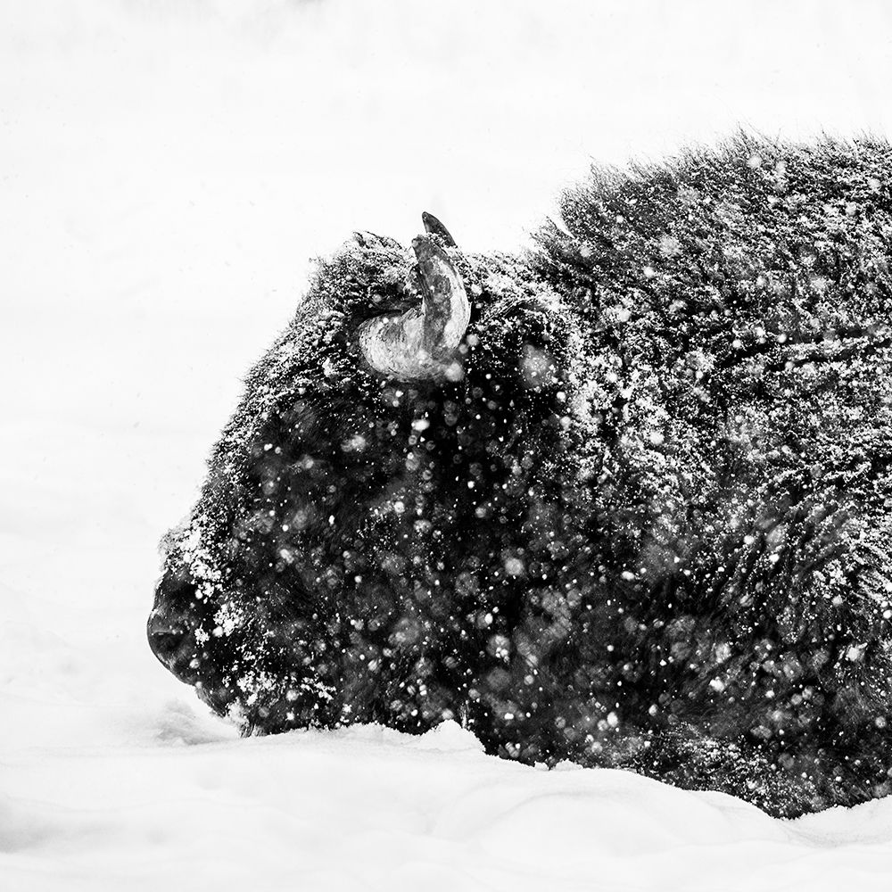 Bison in winter