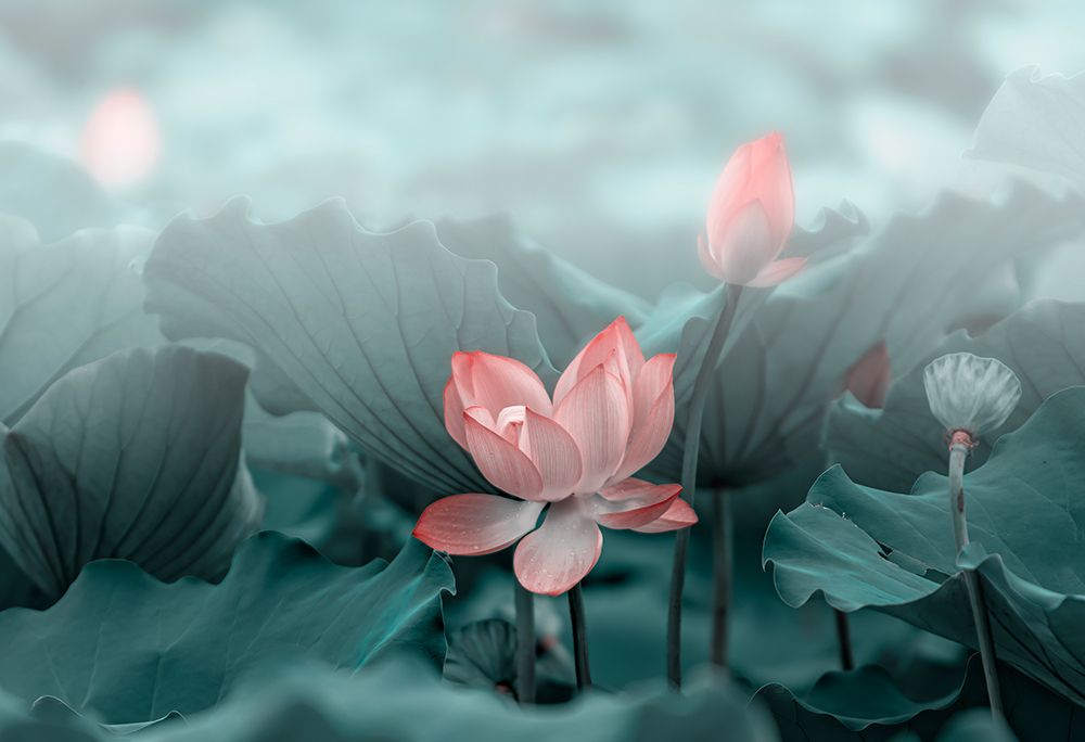 Lotus Flower and Bud