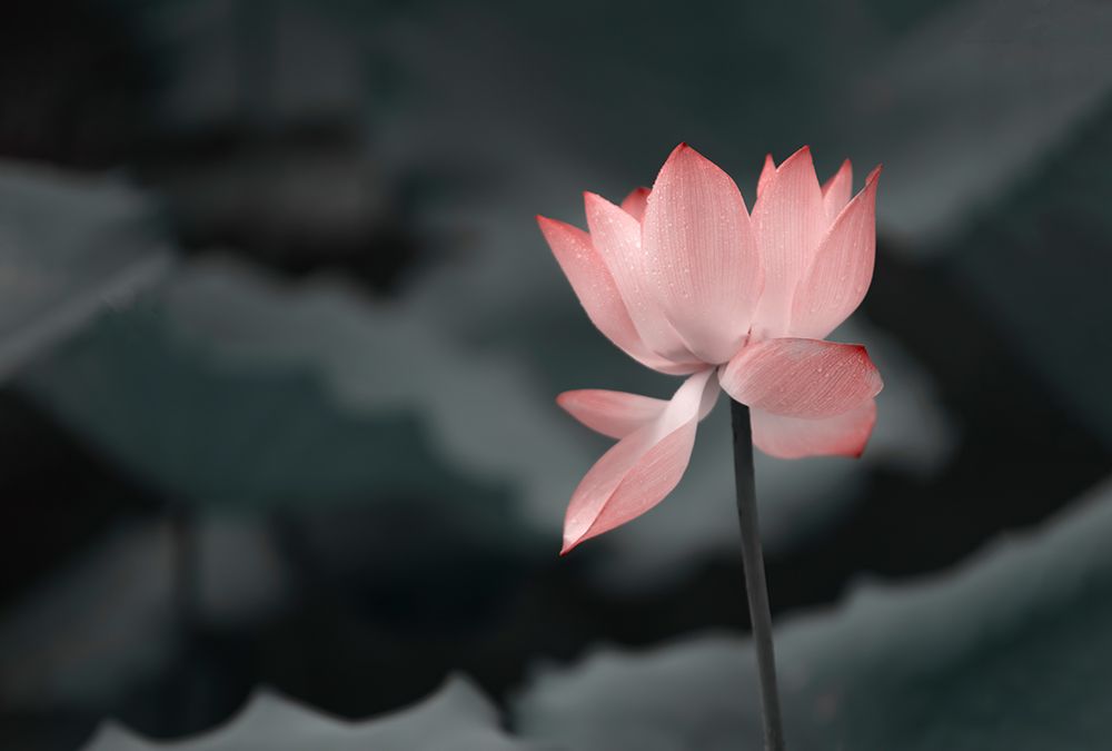 Lotus Flower