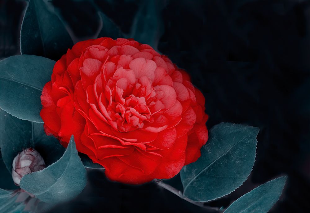 Red Camellia Flower