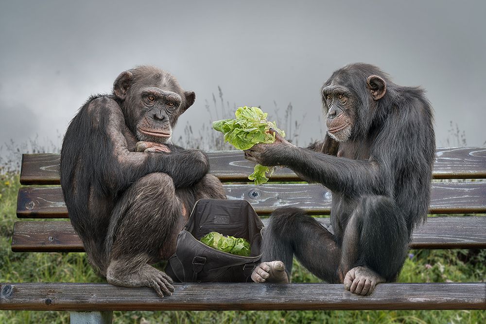 Monkey Salad