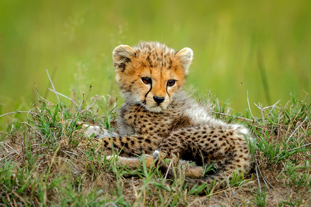 Cute Cheetah Cub...
