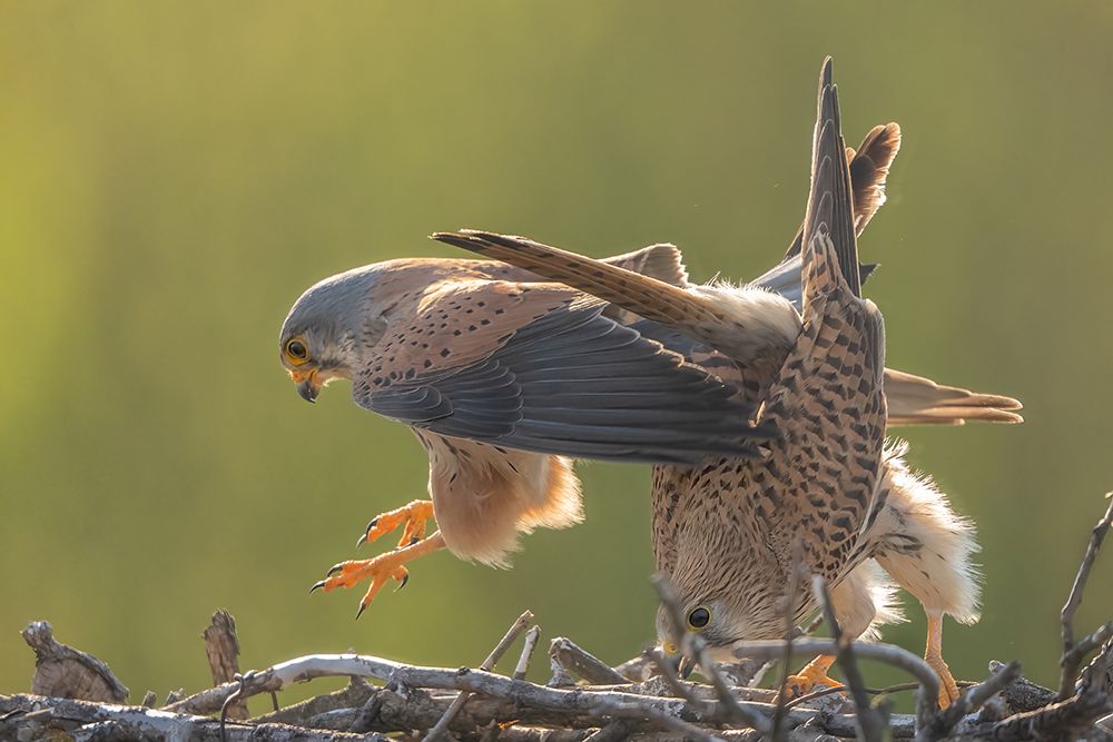 Kestrel Mating