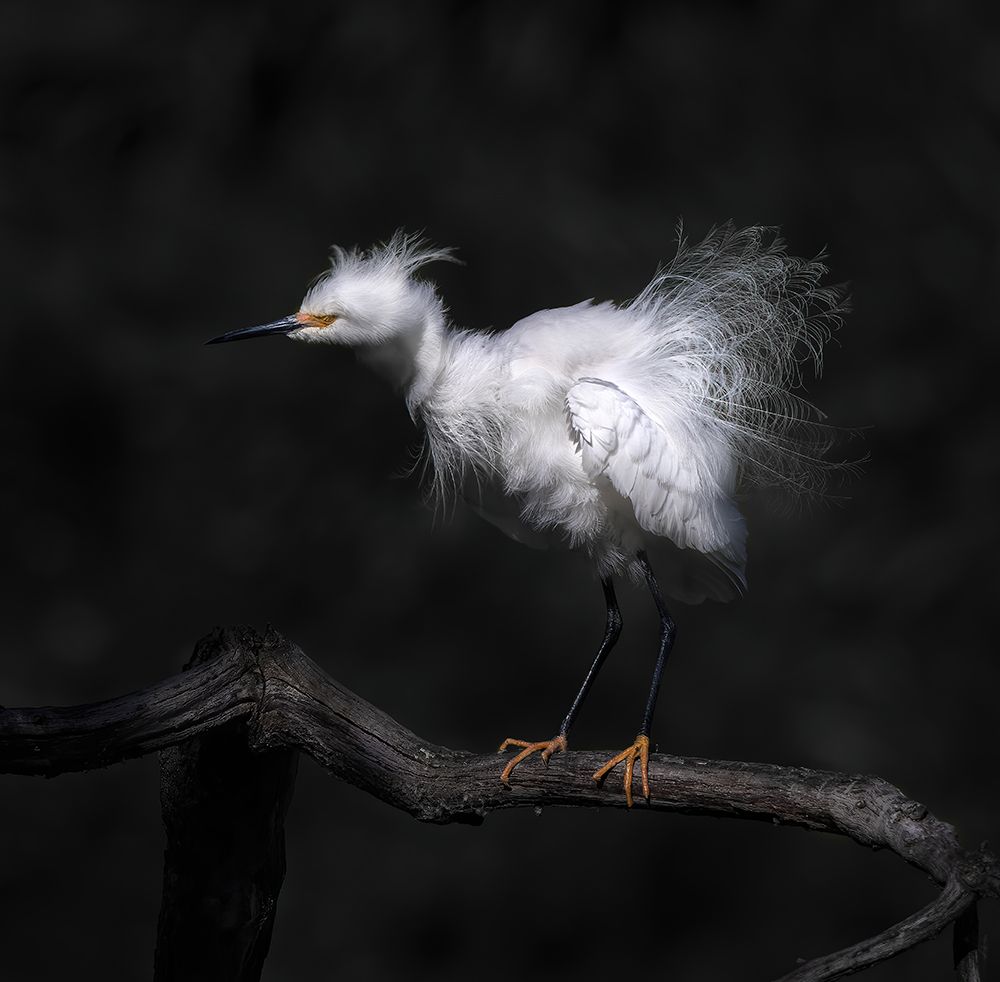 Show Off Breeding Plumage