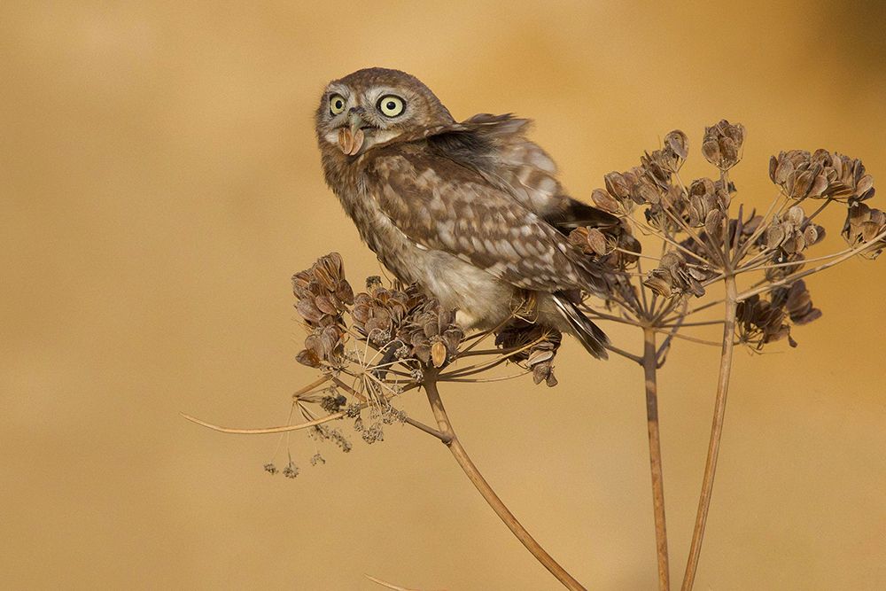 Little Owl