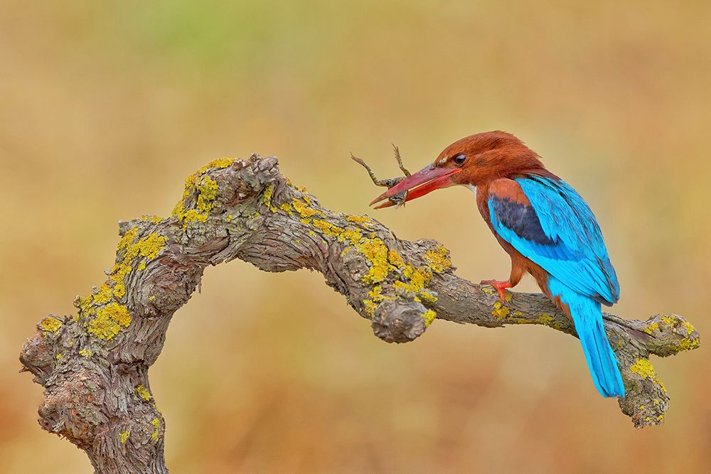 White Throated Kingfisher