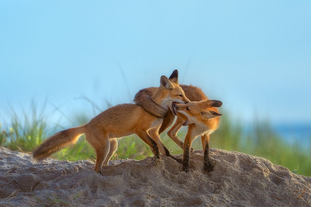Red Foxes Playing On Beach
