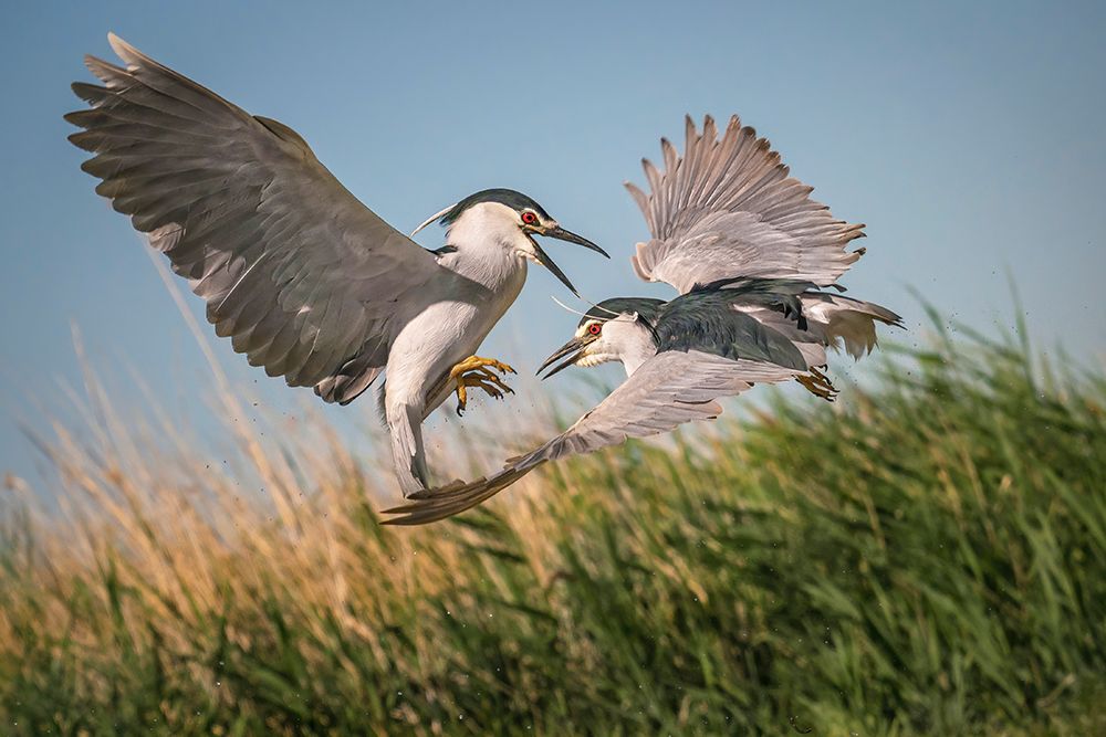 Courtship