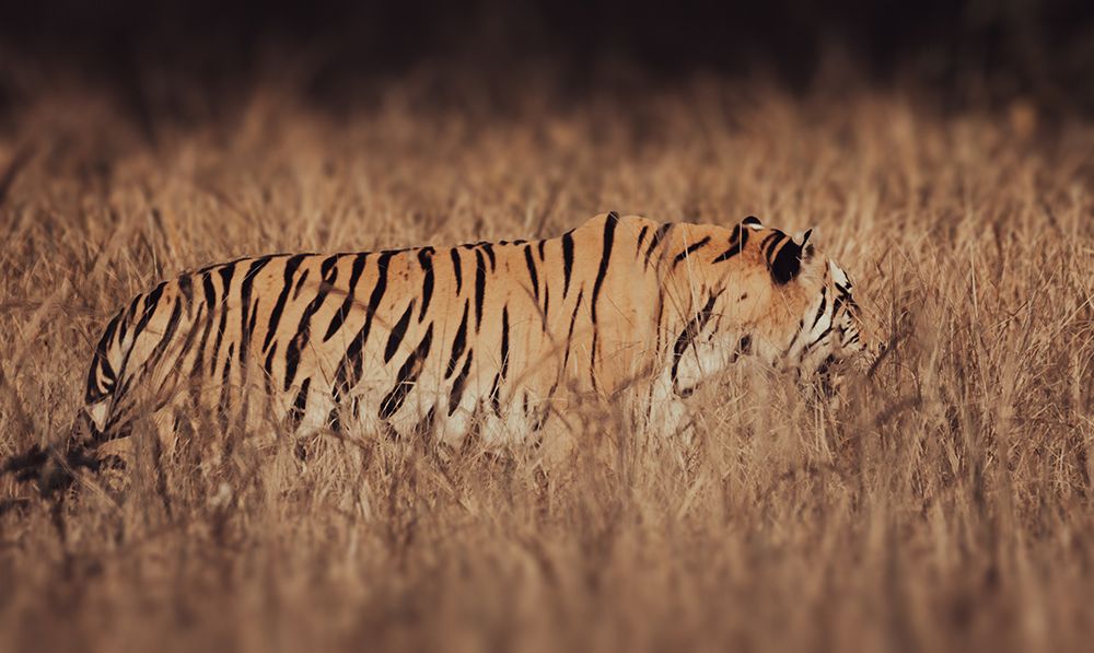 Artistic Tiger Camouflage