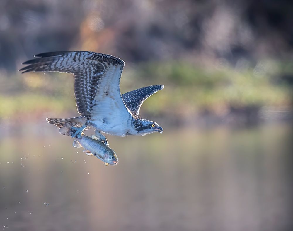 Osprey Flying With Fish