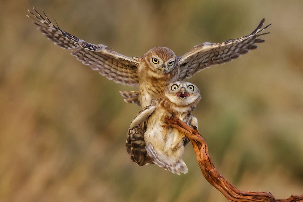 Little Owls