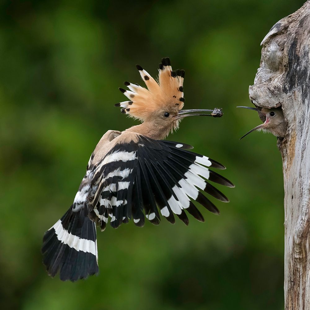 Feeding