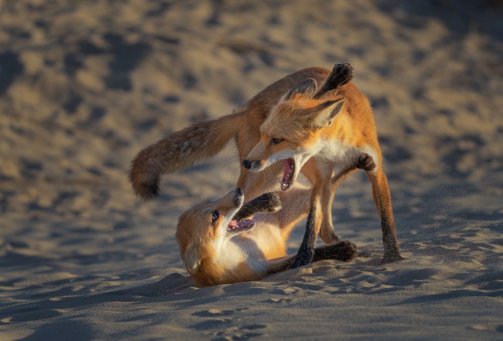 Play Time