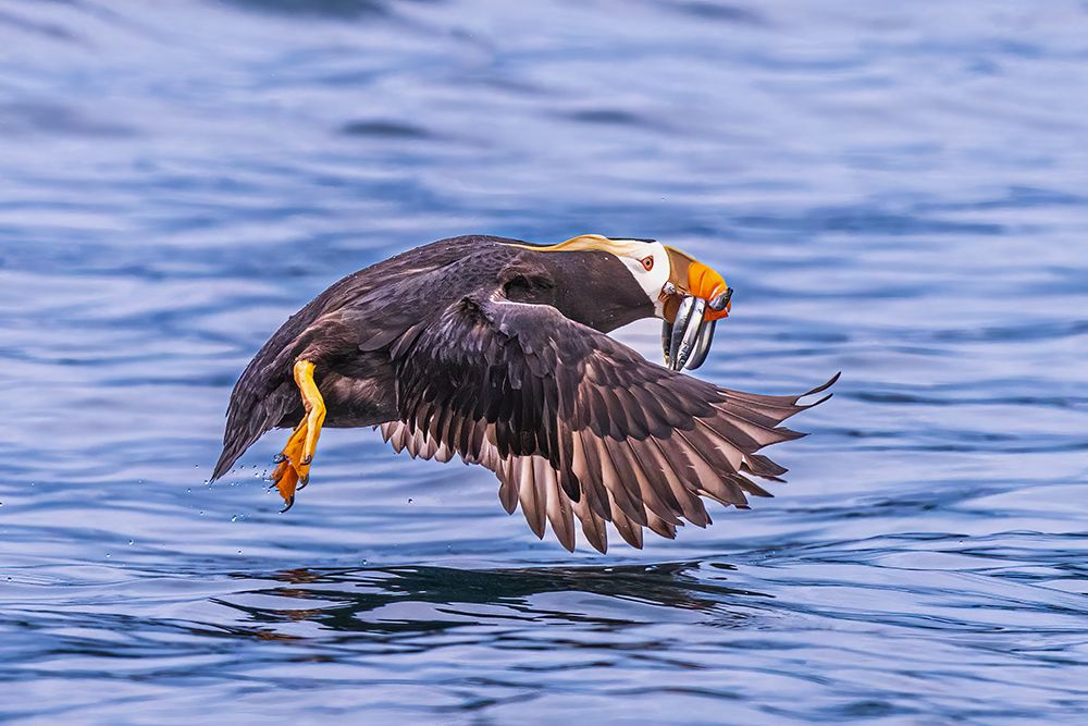 Q...Teach A Puffin To Fish....