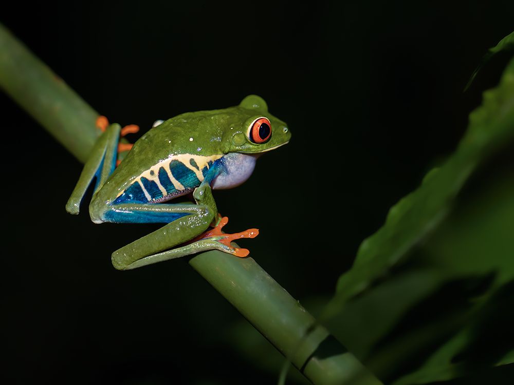 Red-Eyed Tree Frog