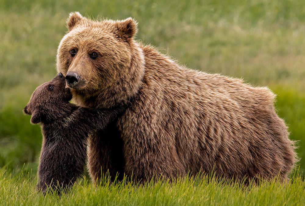 Brown Bear And Cub