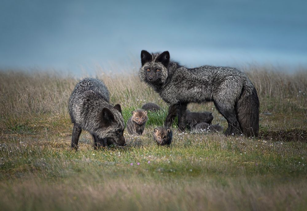 Silver Fox Family