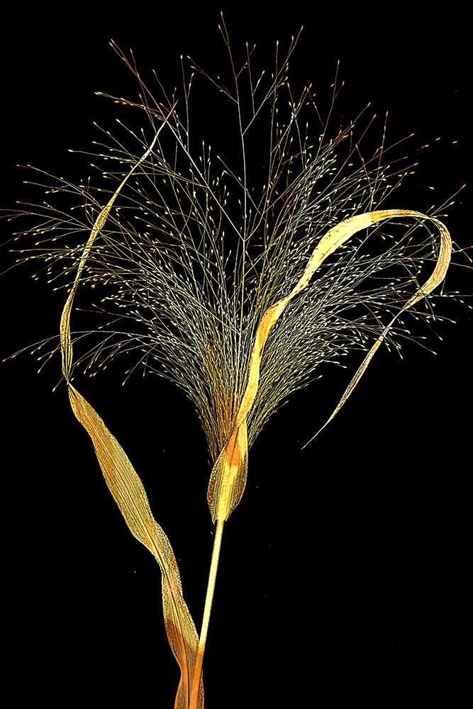 Golden Grass